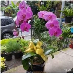 Bunga Anggrek 001