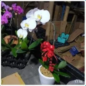 Bunga Anggrek 004